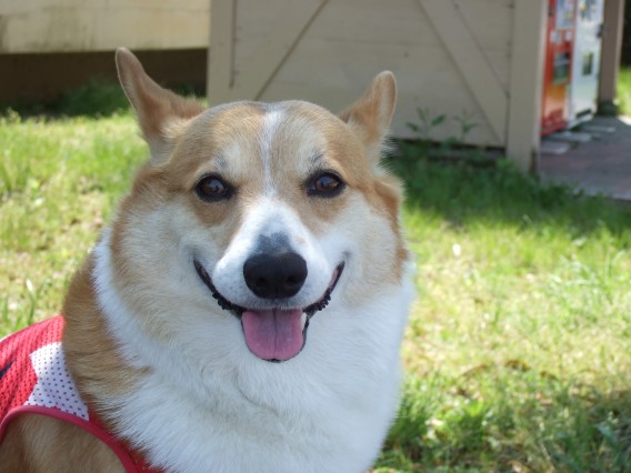 コーギー　犬　ペット　写真　笑顔