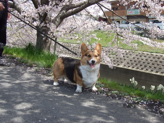 コーギ　写真　ラッキー