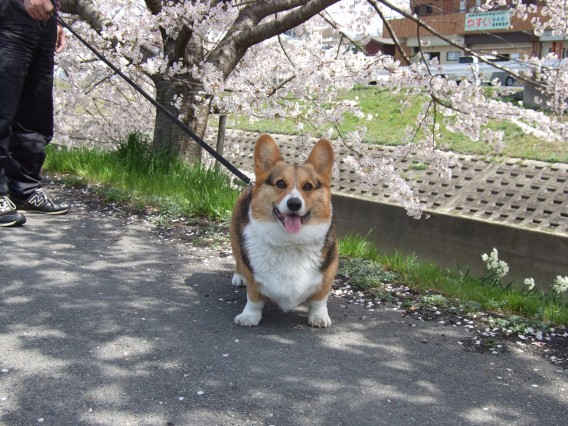 コーギ　写真　ラッキー君