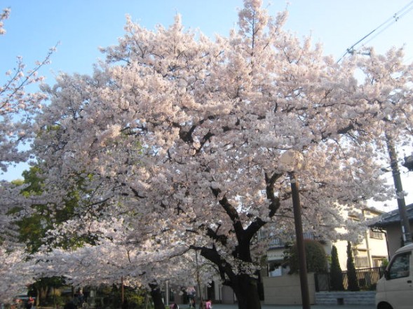 万代池　桜