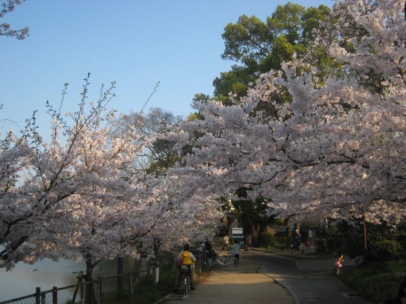 万代池　桜