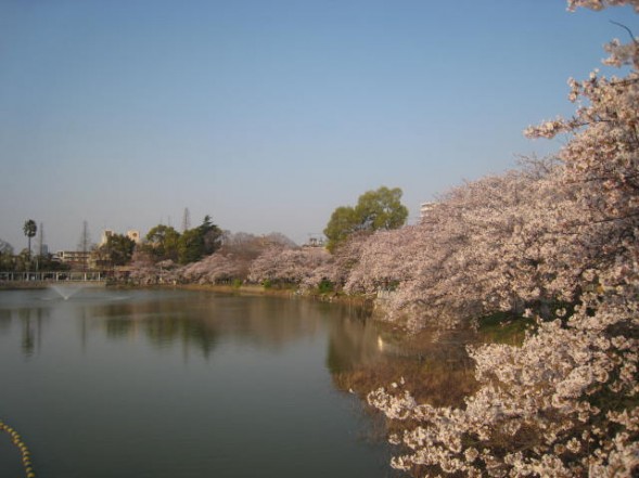 万代池　｜　桜