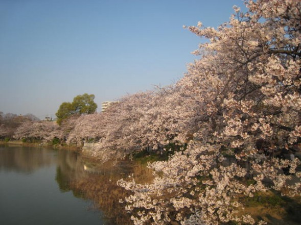 万代池　｜　桜