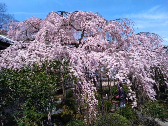 今年最初の花見