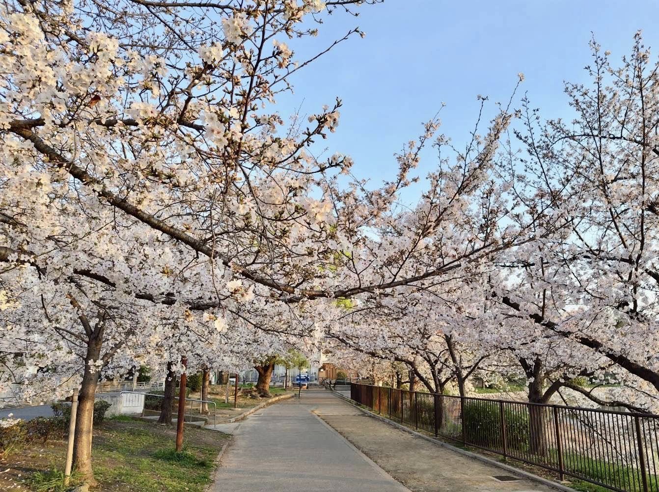 地元、万代池公園の桜